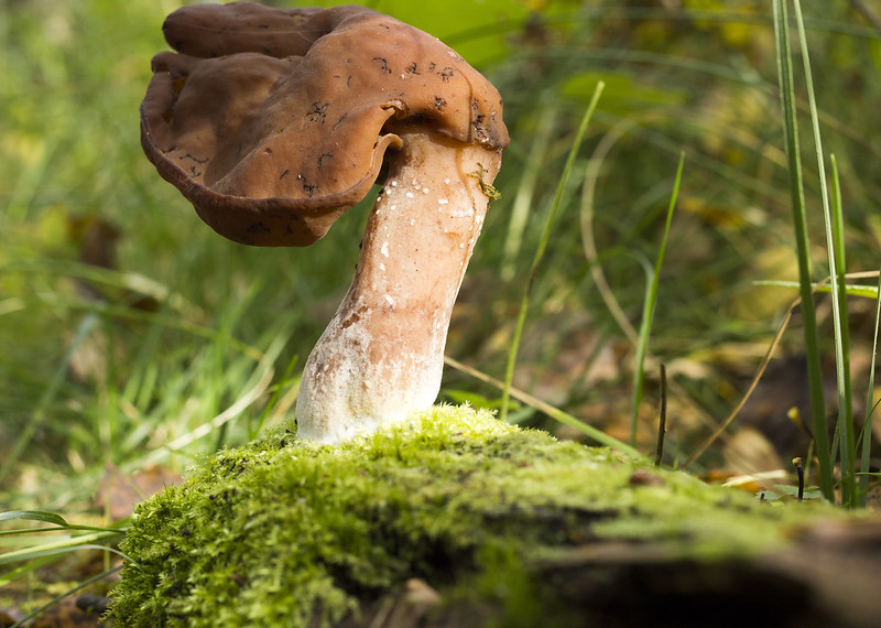 The Hugly Fungi