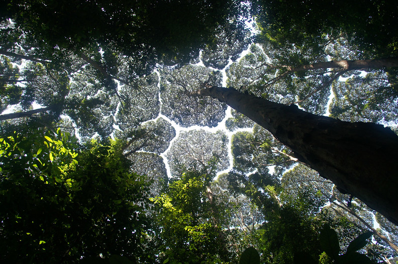 breaktotheotherside: zerostatereflex: Crown shyness What an interesting word. :D “Crown shyness is a phenomenon observed in some tree species, in which the crowns of fully stocked trees do not touch each other, forming a canopy with channel-like gaps.“ Ho