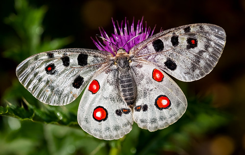 butterfly albania apollo papilionidae parnassius voskopojë gjergjevicë