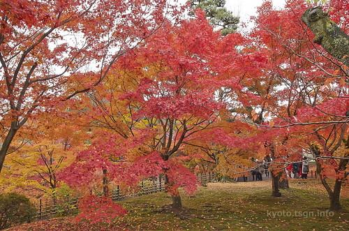 【写真】2014 紅葉 : 東福寺/2019-10-18/IMGP7537