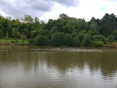 Pond near Ravenshill