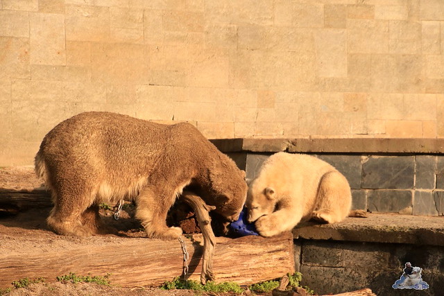 Eisbär Fiete im Zoo Rostock 31.10.2015 Teil 2  024
