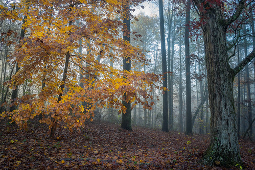 morning autumn trees mist tree fall home leaves fog early maple backyard day quiet alabama serene damp hickory morn shagbark