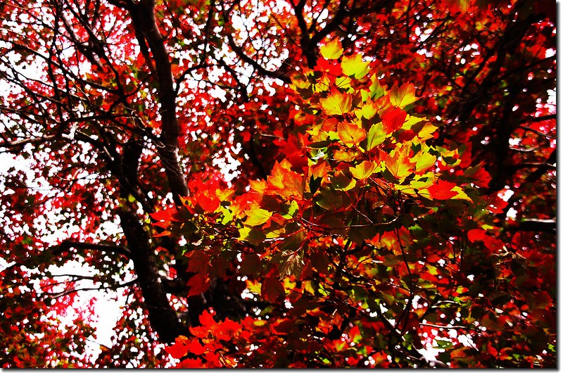 Red maple leaves 4