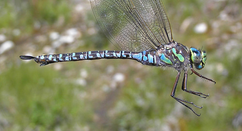 insect dragonfly darner odonata anisoptera aeshnidae lakedarner aeshnaeremita