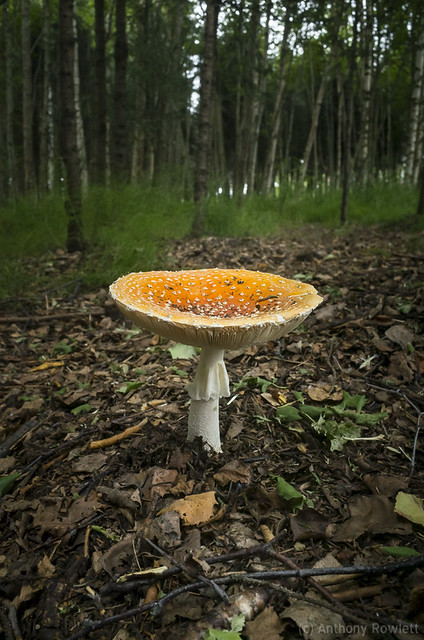 mushroom-003029