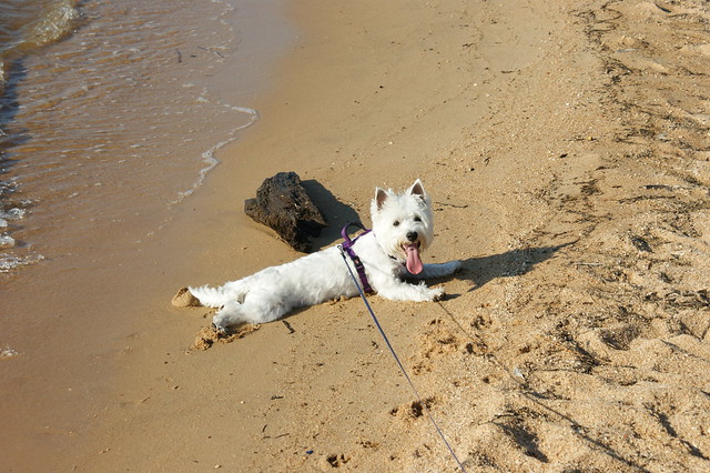 Maisy at Fairhope beach