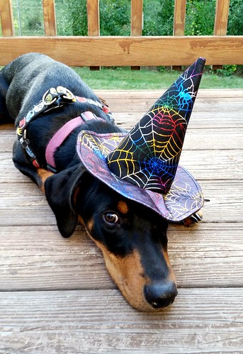 doberman witch puppy Halloween Lapdog Creations
