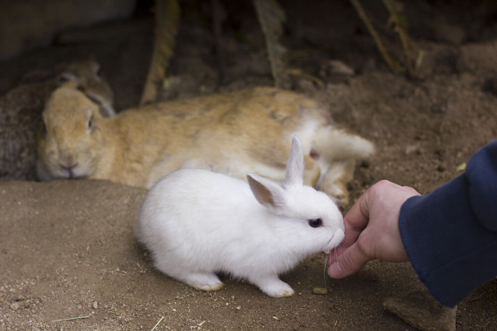 Okunoshima Japan Rabbit Bunny Island Tourist Okuno-shima rabbits bunnies cute