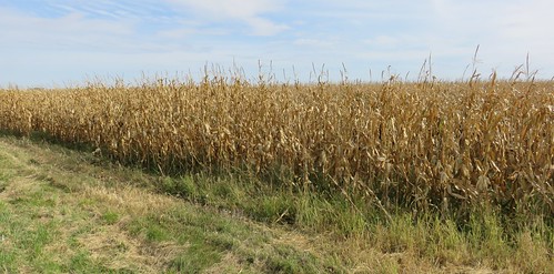 landscapes corn nebraska ne claycounty