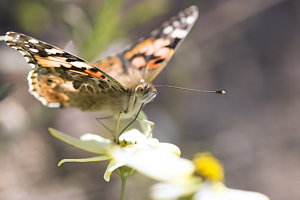 Indian Fritillary Butterfly(Painted Lady)