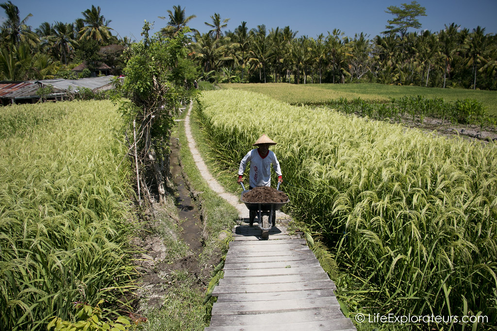 ubud-rice-paddies-farm