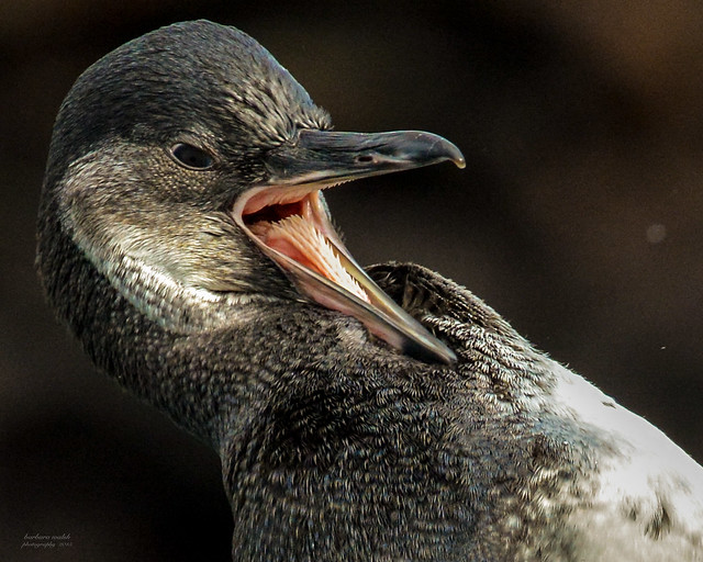 Galapagos penguin mouth 9_15