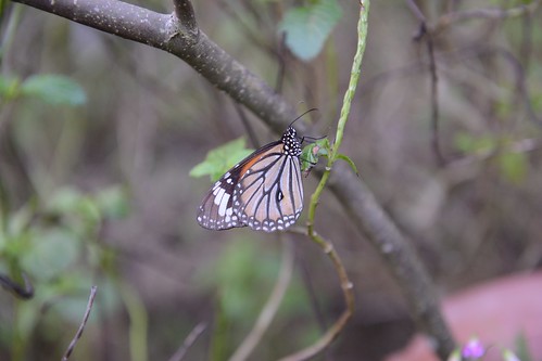 黑脈樺斑蝶
