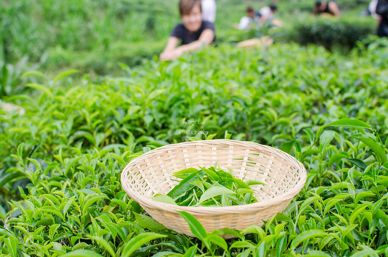 Sabah Tea Garden