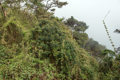 road bolivia vegetation coroico
