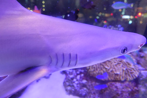 48th Sony Aquarium at Ginza 2015-10