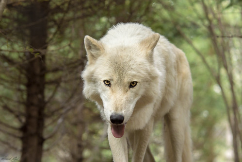 white canada look animal grey gris eyes wolf yeux beast loup blanc regard