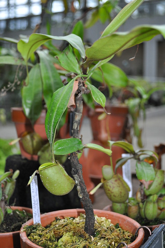 Nepenthes ampullaria, green form