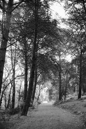 blackandwhite españa blancoynegro way spain camino path sendero senda albacete filmphotography valdeganga recesvintus fotografíaargéntica franciscogarcíaríos