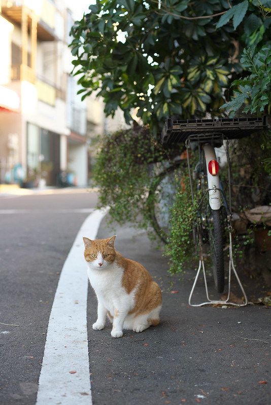 東京路地裏散歩 ネコ 2015年12月20日