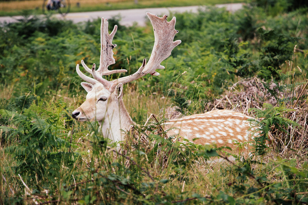 Deer of Richmond Park, London