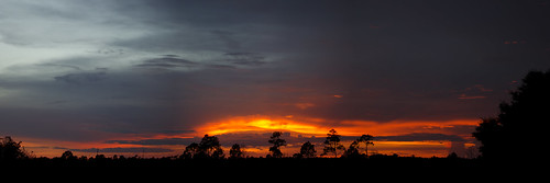 sunset panorama landscape florida pines pinelands fl archboldbiologicalstation lakewalesridge