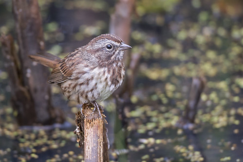 birds bc song britishcolumbia sparrow western marsh shelley princegeorge songsparrow melospizamelodia jeffdyck walrath