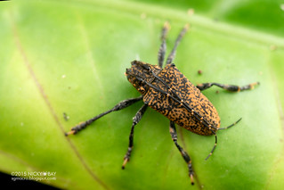Longhorn beetle (Tulcus paganus) - DSC_4021