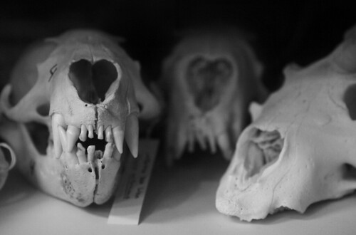 Photos: Animal Skull Studies | Shaire Productions