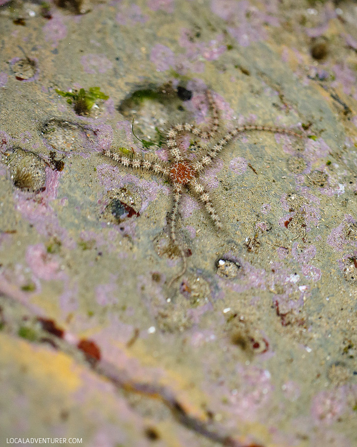 Tide Pooling - Finding Fascinating Sea Life and Starfish in Cabrillo National Monument Tide Pools.