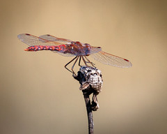 Red Dragonfly-1739