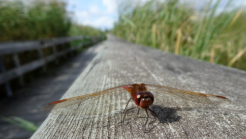dragonfly ruby oakhammockmarsh meadowhawk wildlifemanagementarea ramsarconvention