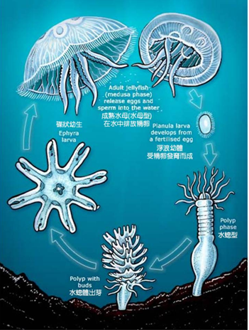 月亮水母的生活史。圖片來源：Te Ara – The Encyclopedia of New Zealand。