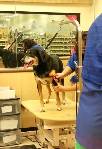 Lapdog Creations dog grooming PetSmart