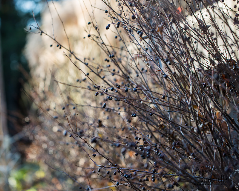 Cotoneaster acutifolia 22792373922_bc4e124743_c