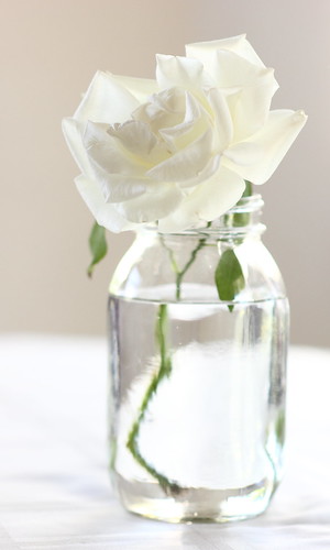 canon arizona rose flower white daylight ambientlight pure bloom art light