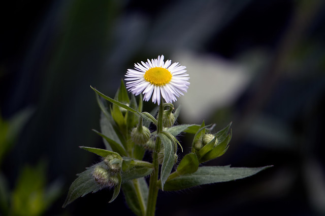 White Wildflower in the Garden 613