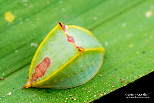 Slug moth caterpillar (Prolimacodes sp.) - DSC_9536