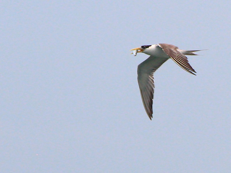 IMG_3054 鳳頭燕鷗 Greater Crested Tern