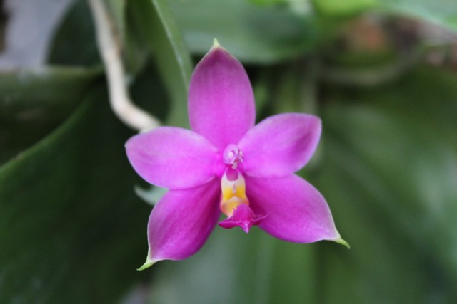 Phalaenopsis bellina x violacea coerulea indigo 21981628218_85035e115f_z