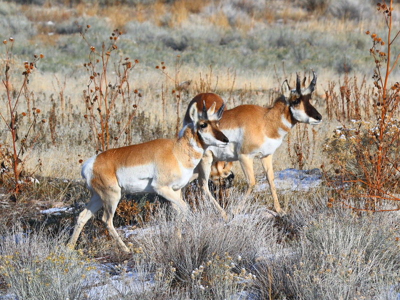 IMG_2416 Pronghorn Antelope, Antelope Island State Park