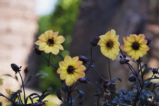 Yellow Linnaeus Flowers Impressions 73pct oil jim lasala