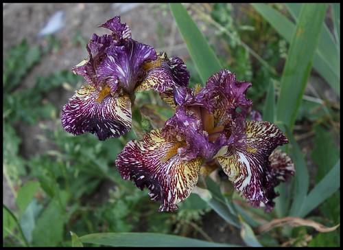 Iris Bewilder Beast