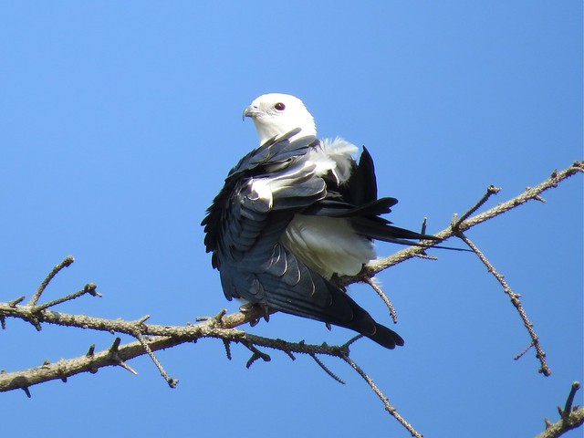 Swallow-tailed Kite in Champaign, IL 19