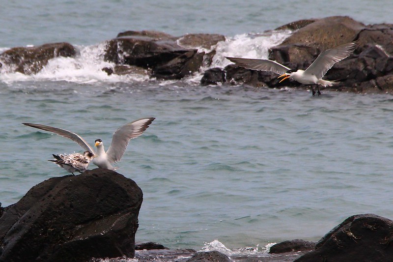 IMG_3143 鳳頭燕鷗 Greater Crested Tern