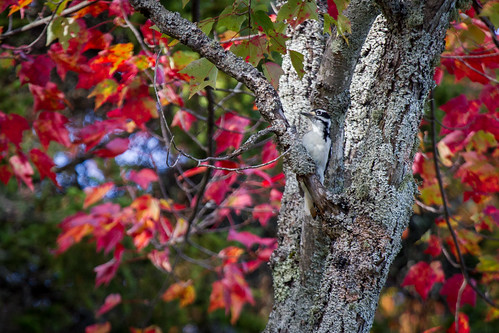 camping autumn trees ny newyork bird fall nature leaves outside outdoors hiking scenic adventure foliage adirondack nys adk stillwaterreservoir dandangler site43