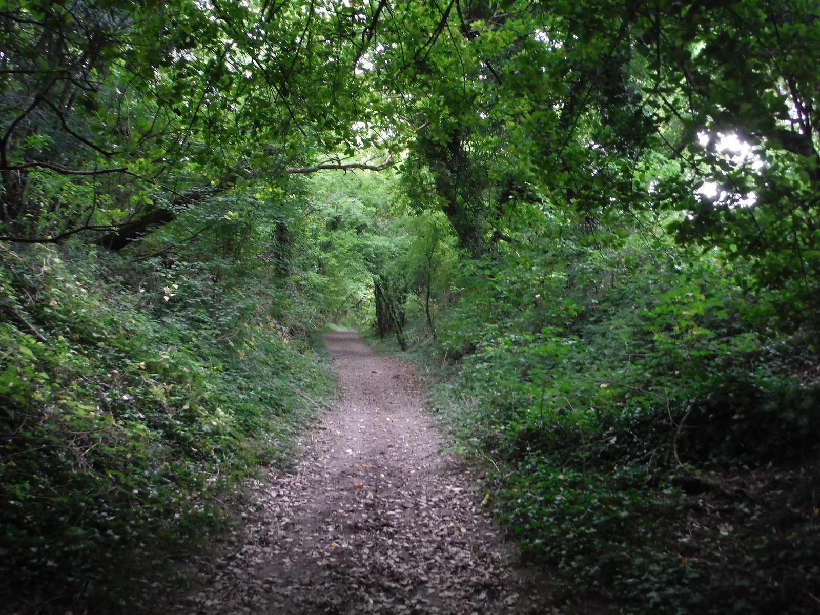 Buxbury Hollow, the Descent from Sutton Down SWC Walk 250 Tisbury Circular via Alvediston