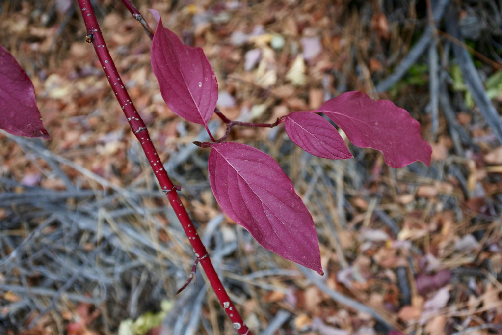 Red-osier Dogwood