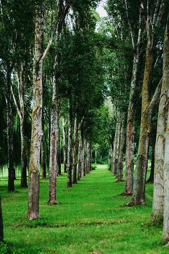 trees summer green nature alley traveling
